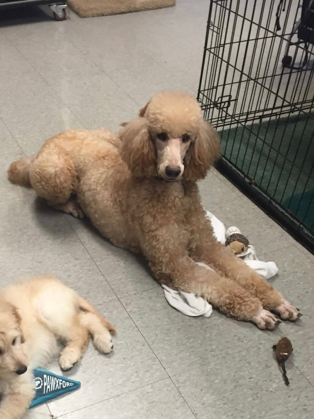 Lady, retired Little Fur Friends dog