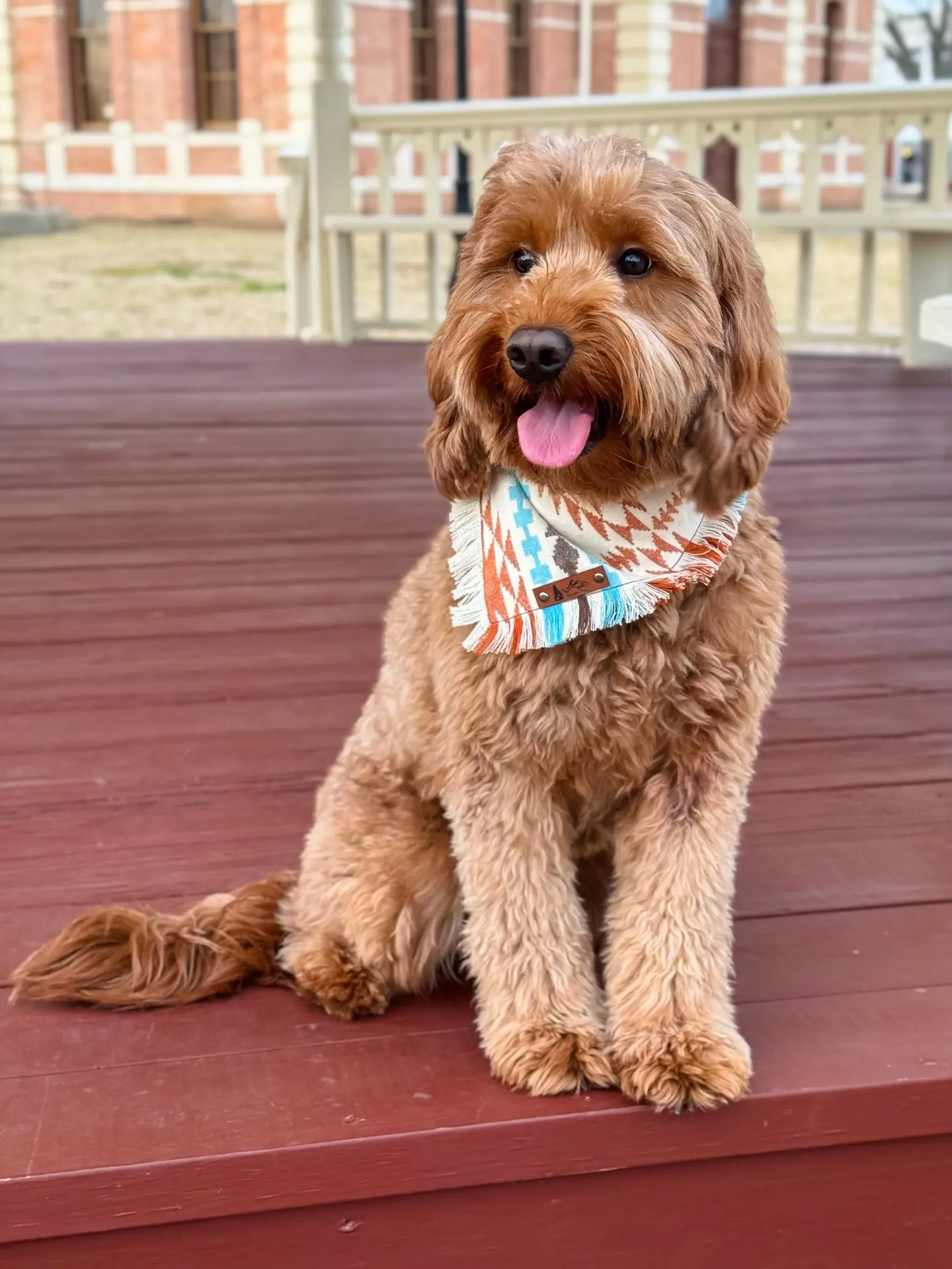 Rebel, retired Little Fur Friends dog