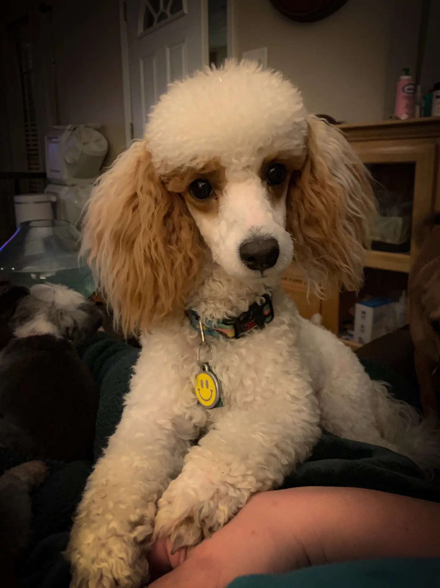 Jiminy, retired Little Fur Friends dog