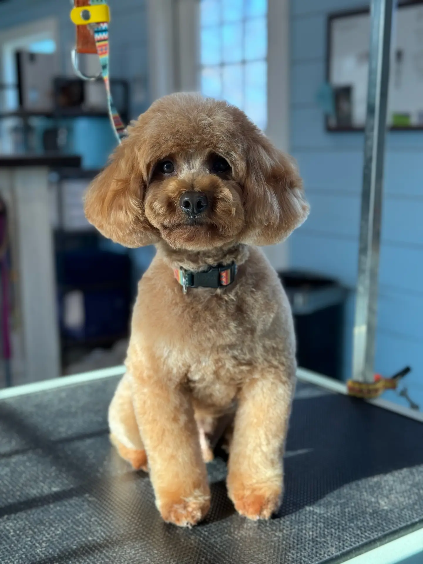 Red, retired Little Fur Friends dog