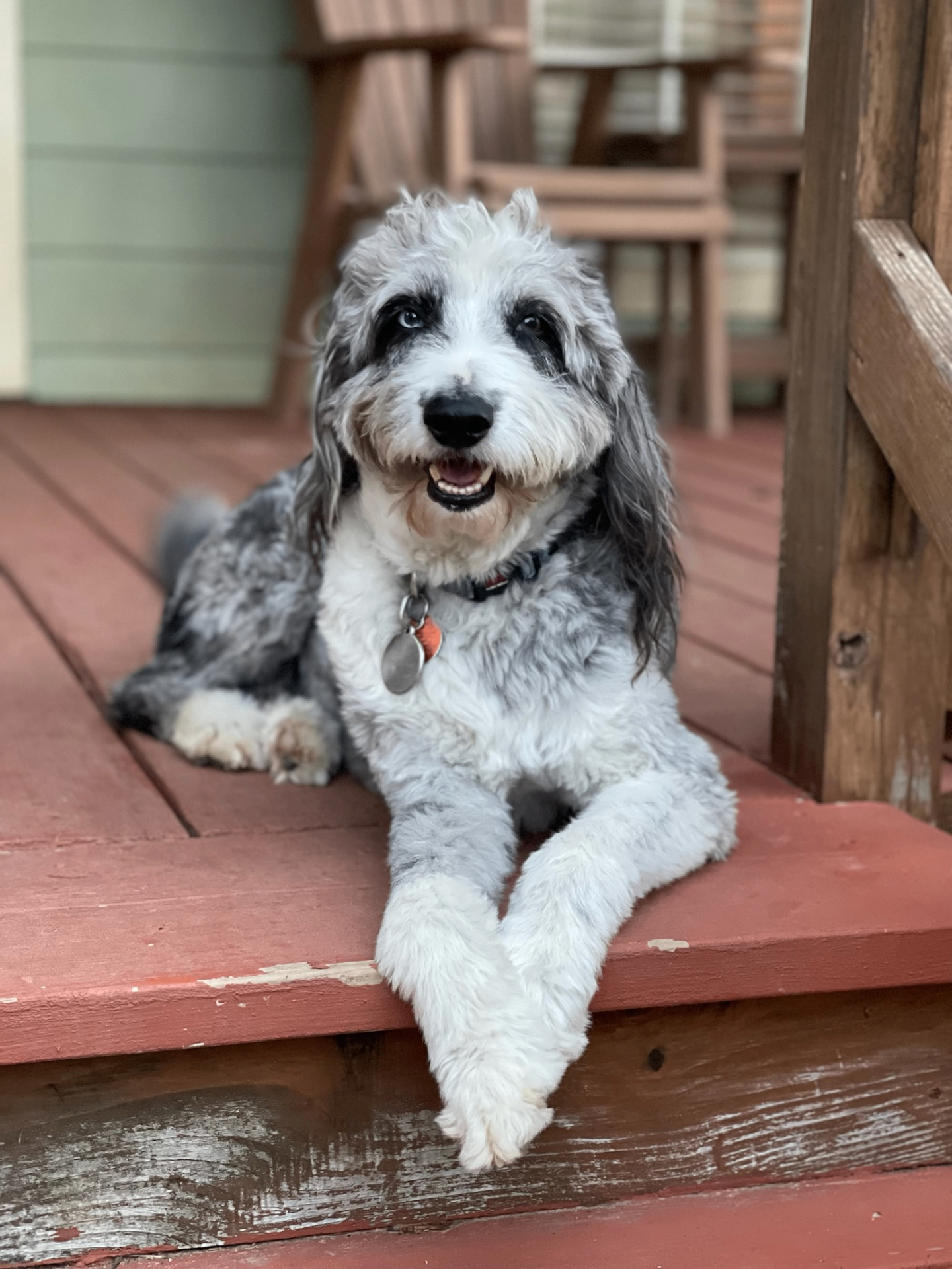Keeper, beloved dog of Little Fur Friends