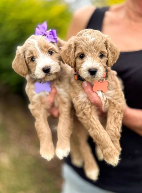 Two Little Fur Friends Goldendoodle puppies being held in loving hands