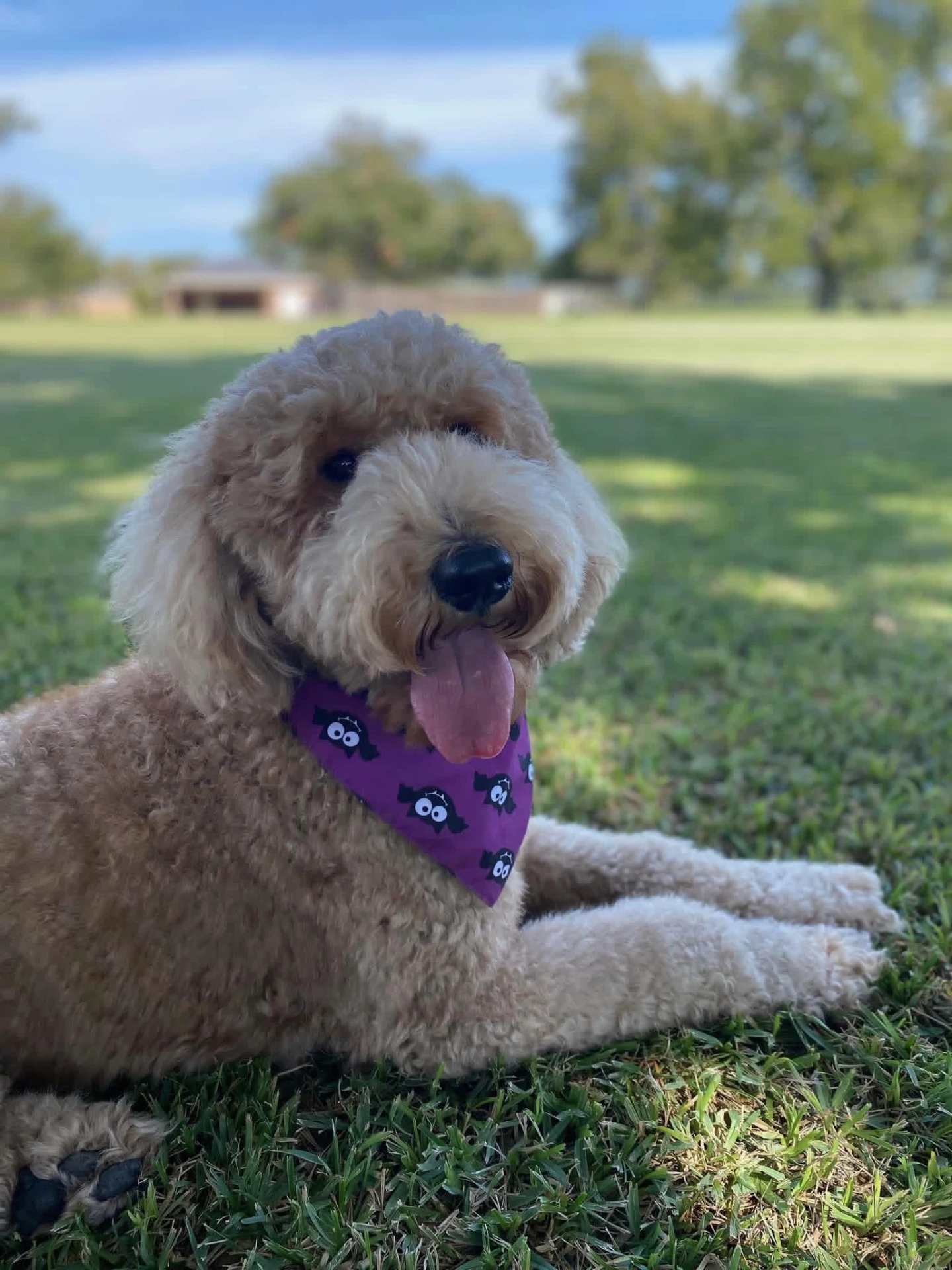 Harper, retired Little Fur Friends dog