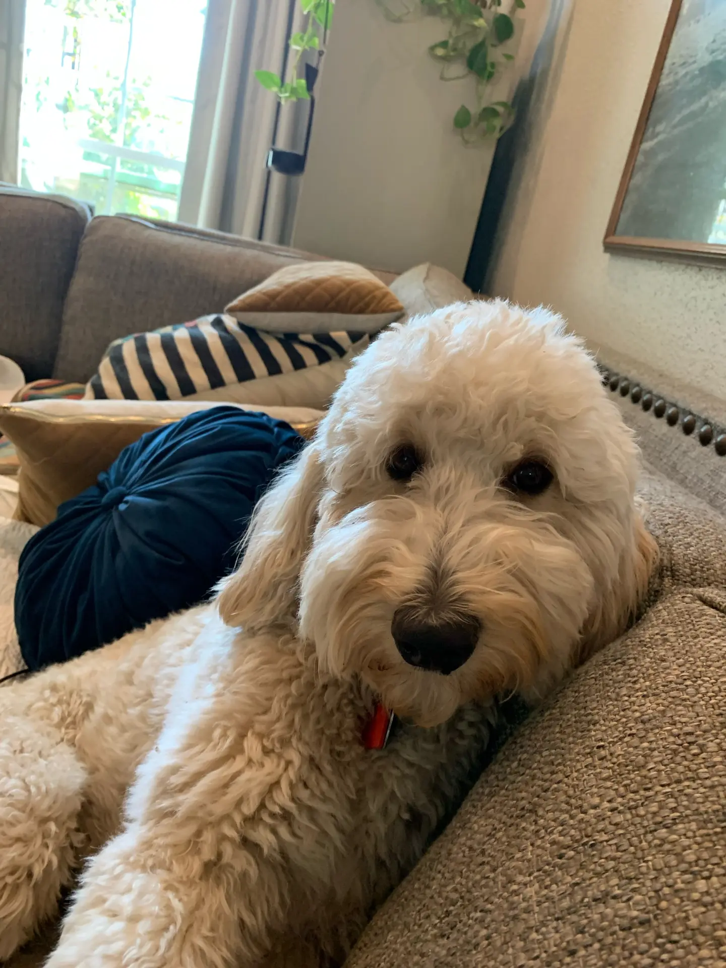 Maggie, retired Little Fur Friends dog