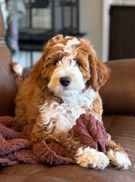 Red and white Goldendoodle puppy relaxing on a leather couch