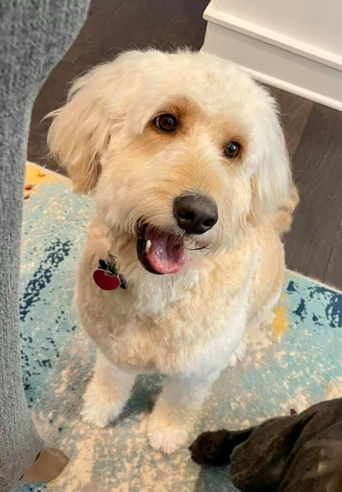 Opal, retired Little Fur Friends dog
