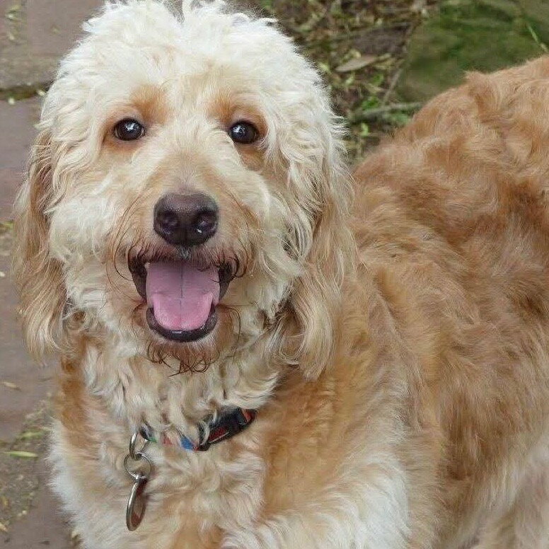 Red Lola, retired Little Fur Friends dog