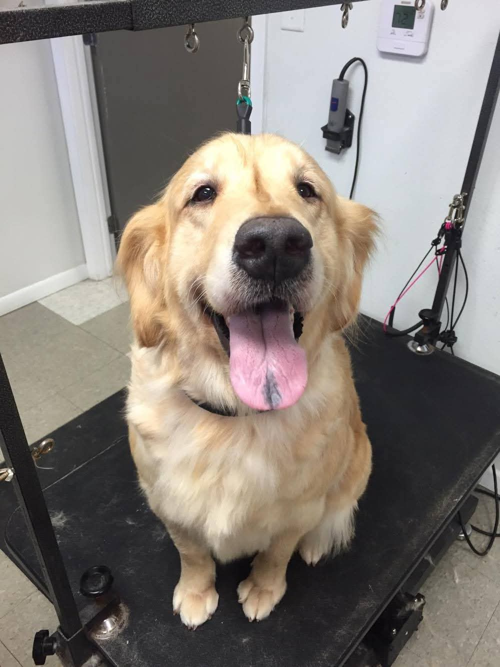 Cember, retired Little Fur Friends dog