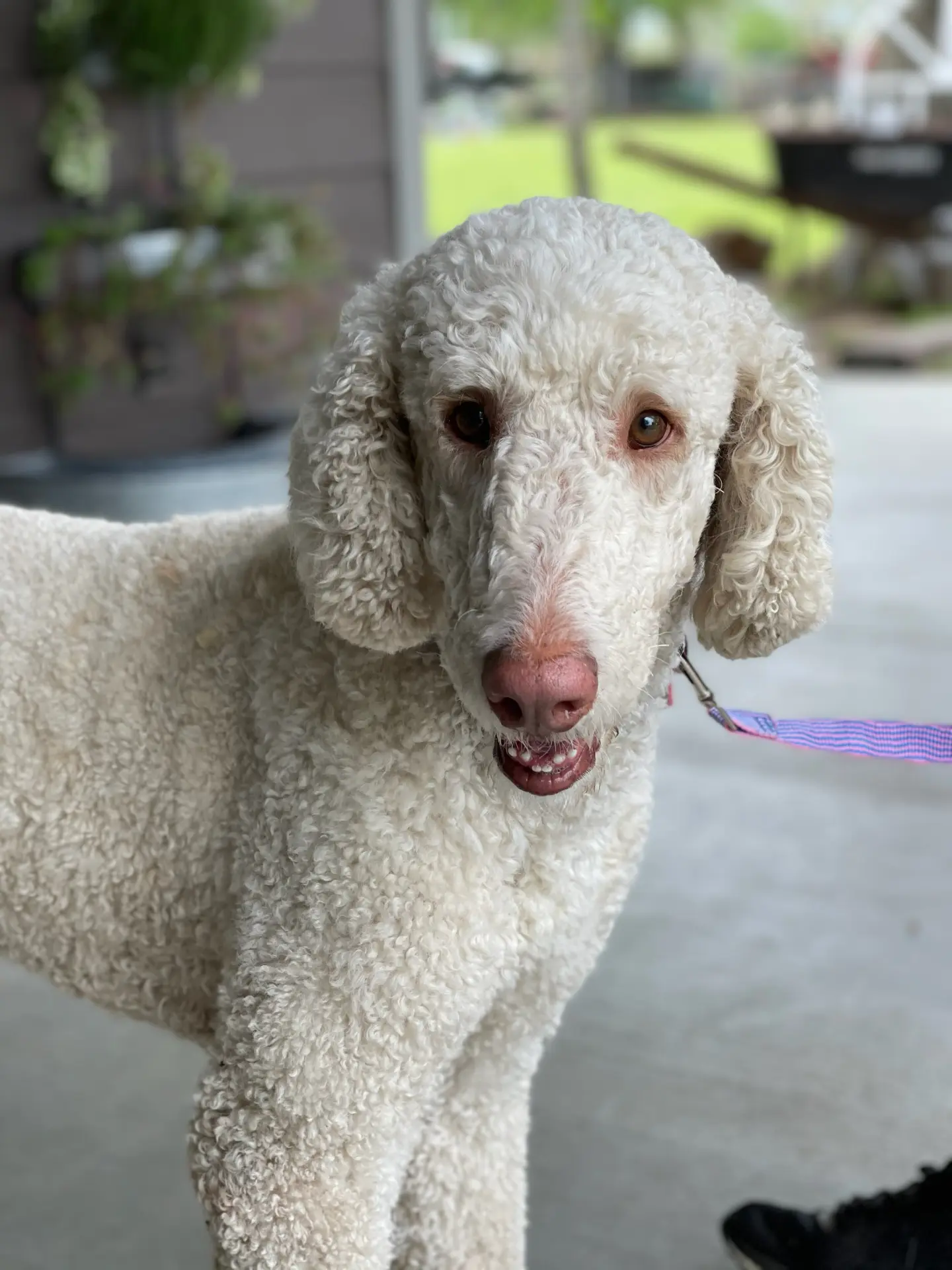 Conway, retired Little Fur Friends dog