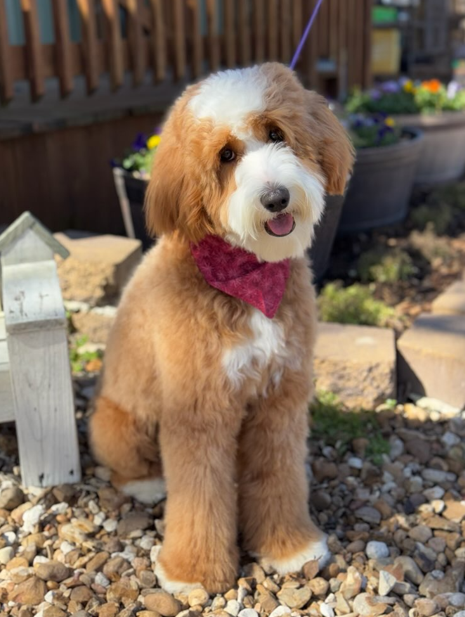 Apricot Goldendoodle with a pink bandana in a Texas garden