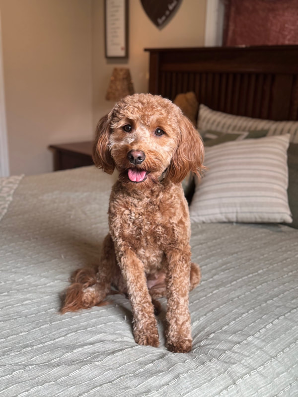 Boomer — F1 Medium Goldendoodle