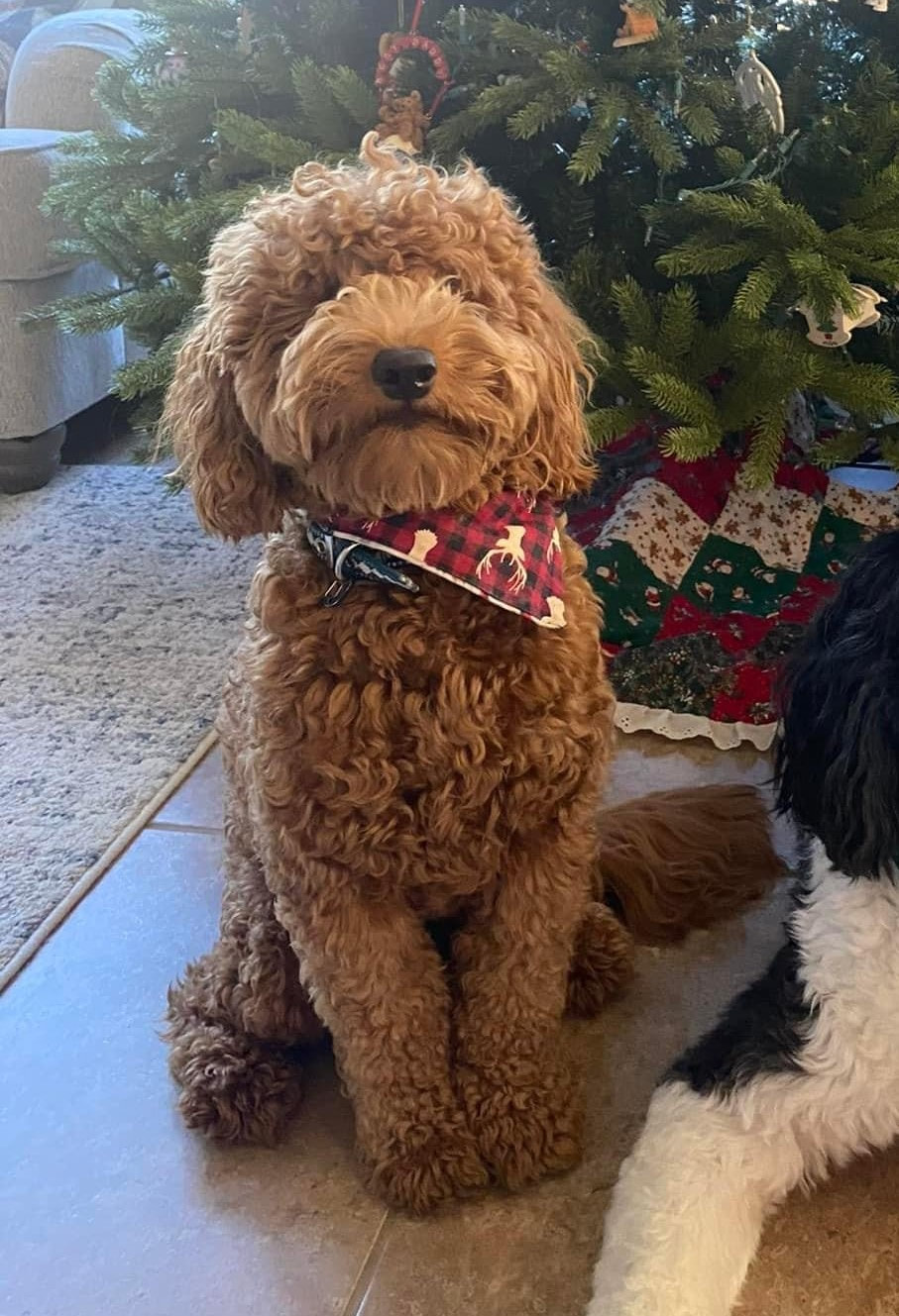 Brooks — CKC F1 Mini Goldendoodle, Wavy Coat