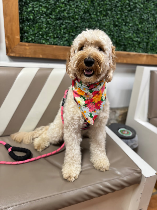 Daisy — Multigen Medium Goldendoodle