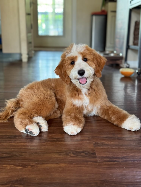 A family training their Goldendoodle puppy