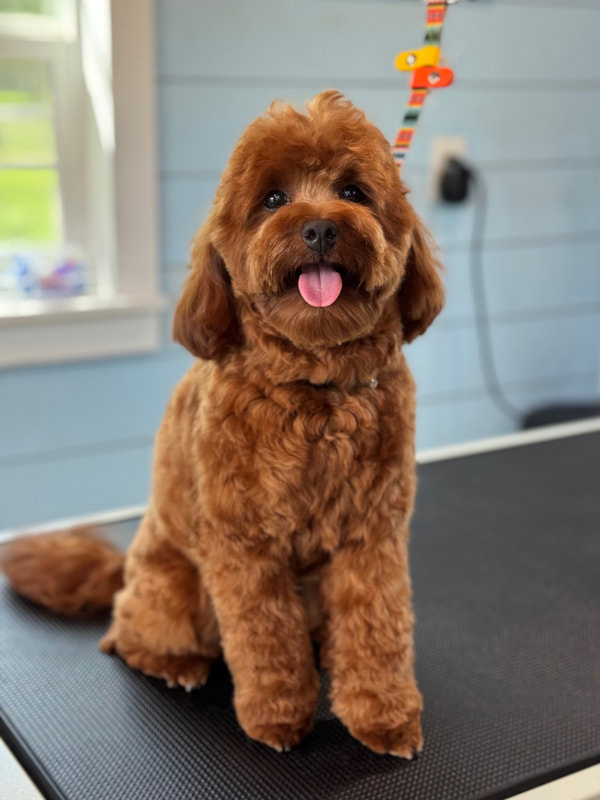 Kermit — Petite Goldendoodle