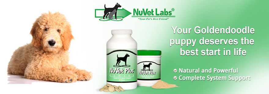 NuVet Labs — Your Goldendoodle puppy deserves the best start in life