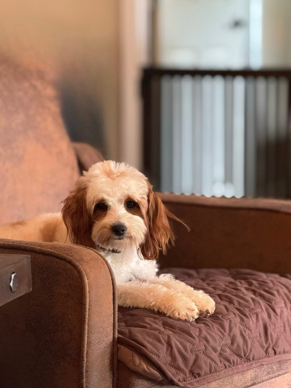Rainy — Multigen Petite Goldendoodle
