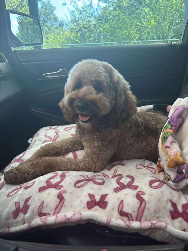 Ruby — Multigen Miniature Goldendoodle
