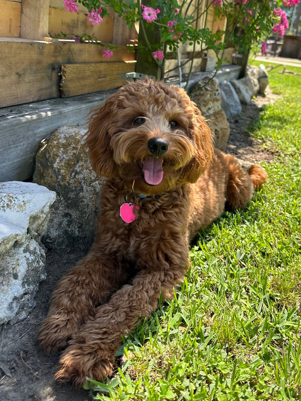 Ryder — Miniature Goldendoodle