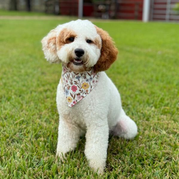 Salsa — Multigen Mini Goldendoodle