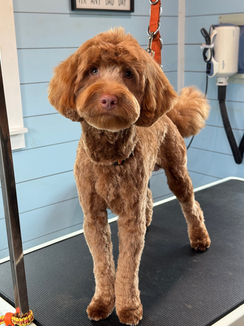Tot — Miniature Goldendoodle